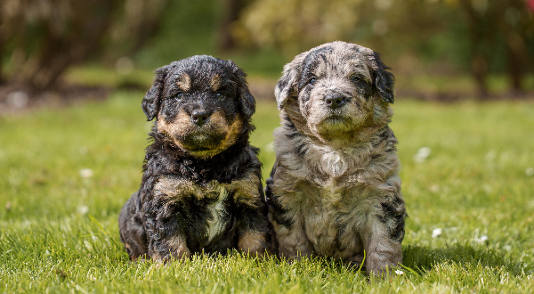 Bernedoodle