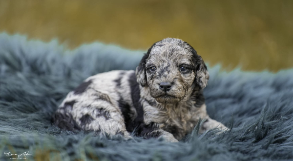 Labradoodle