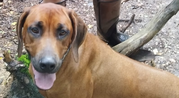 Rhodesian Ridgeback
