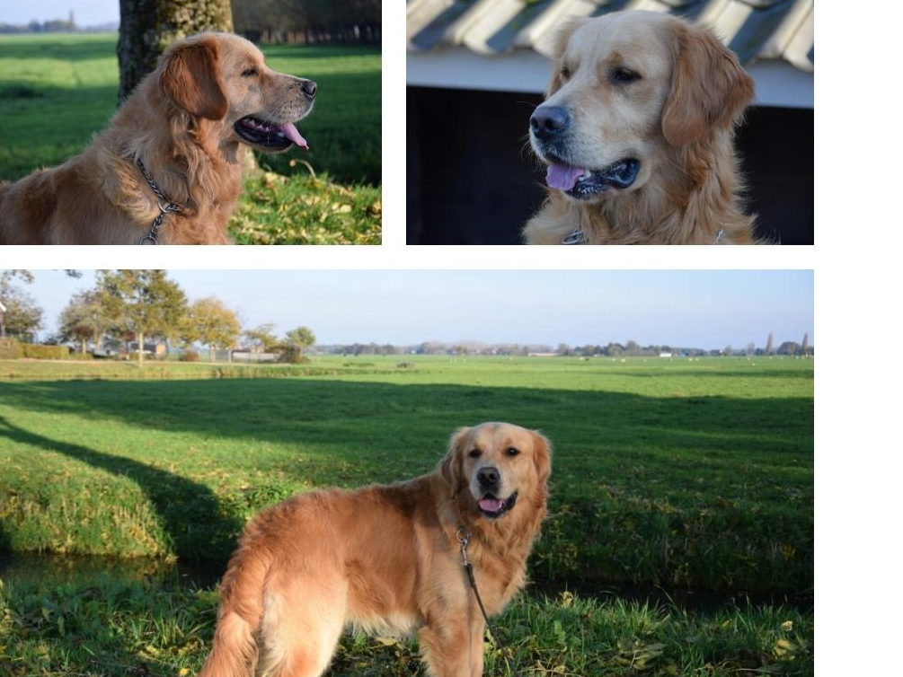 Golden Retriever
