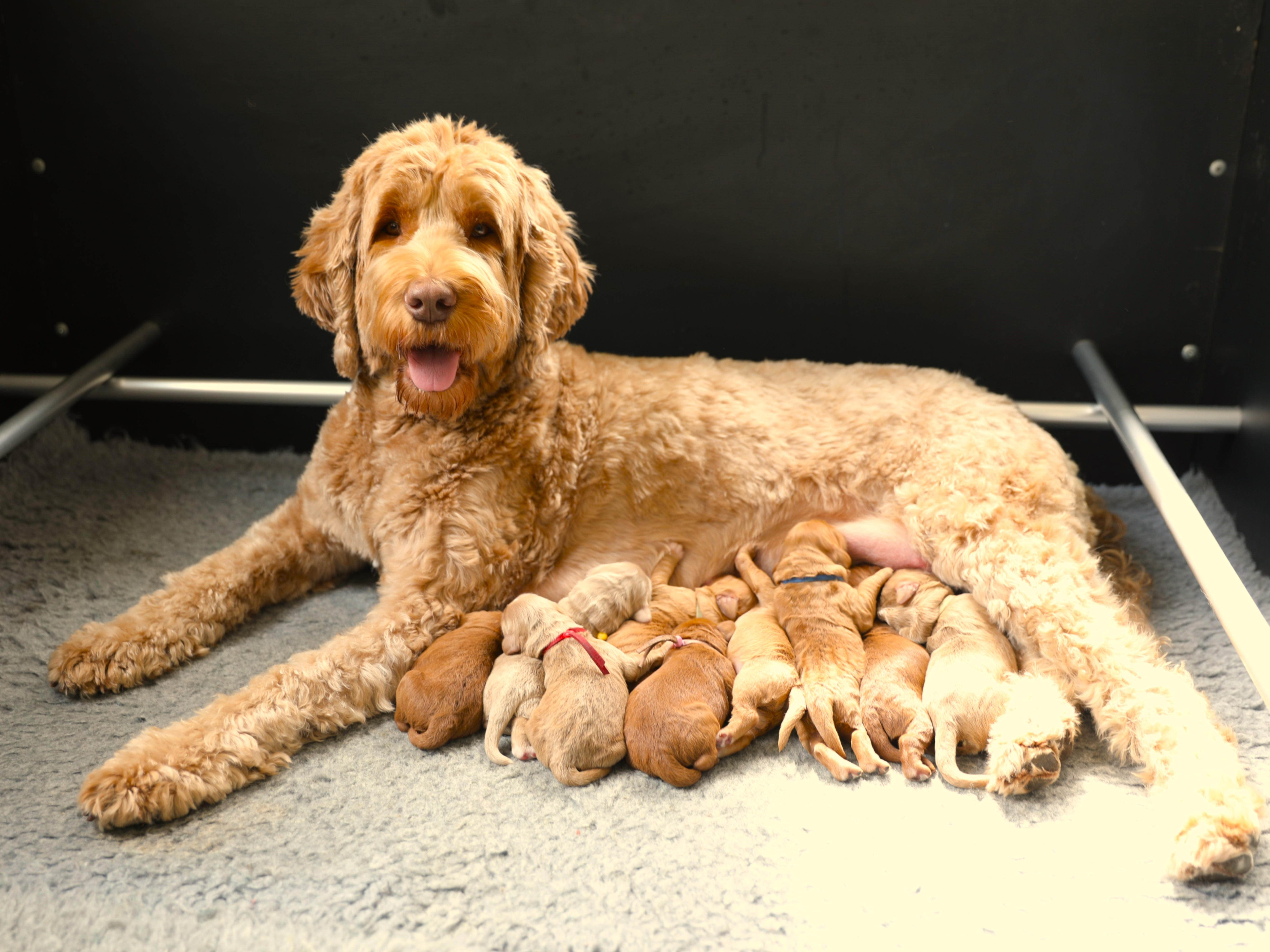 Australian Labradoodle