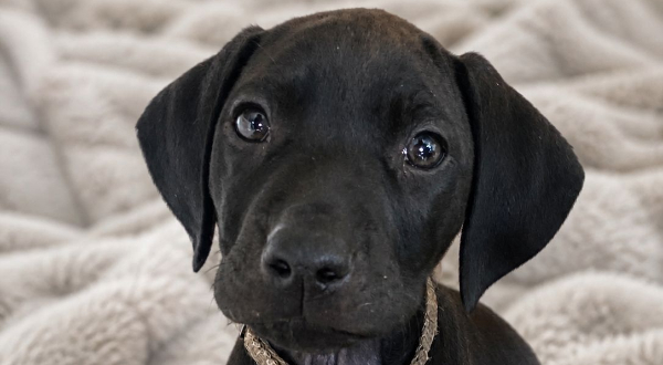 Vizsla