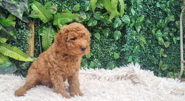 Labradoodle