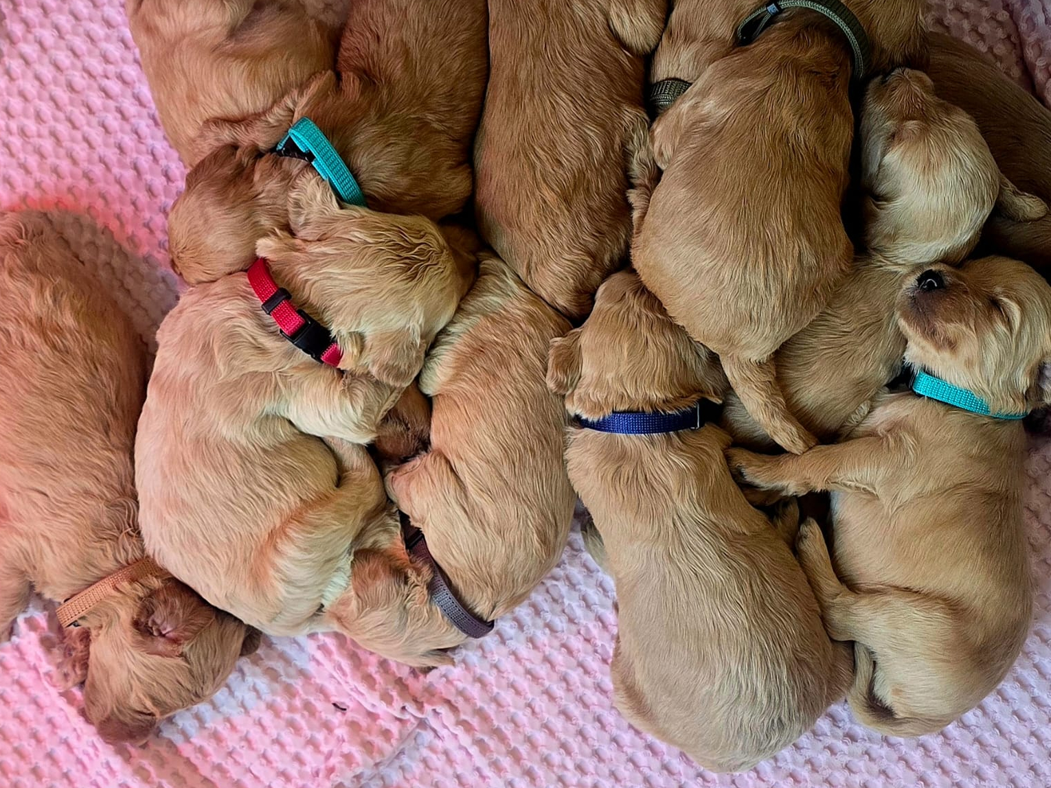 Labradoodle