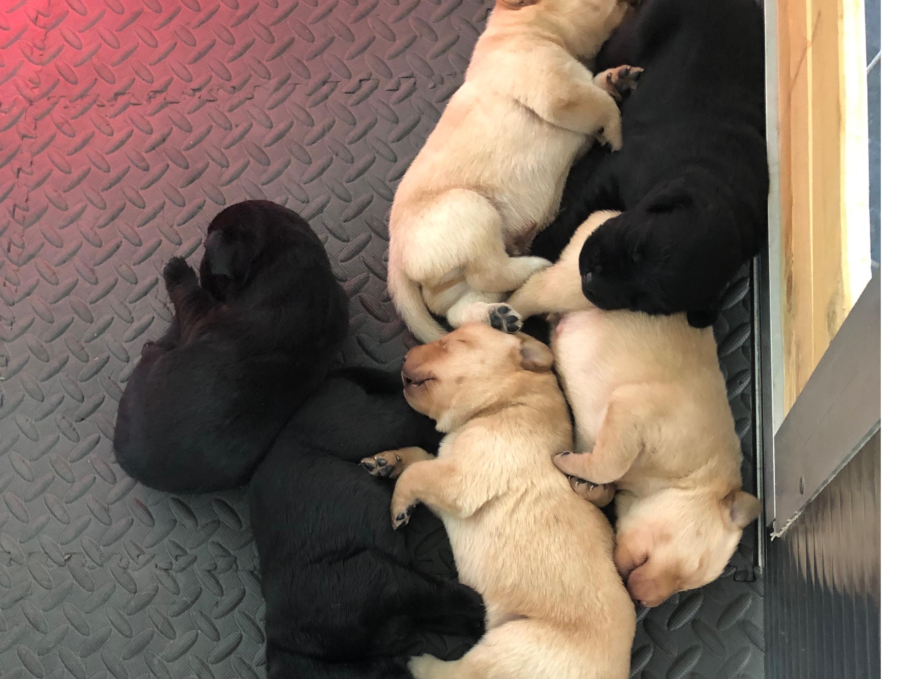 Labrador Retriever