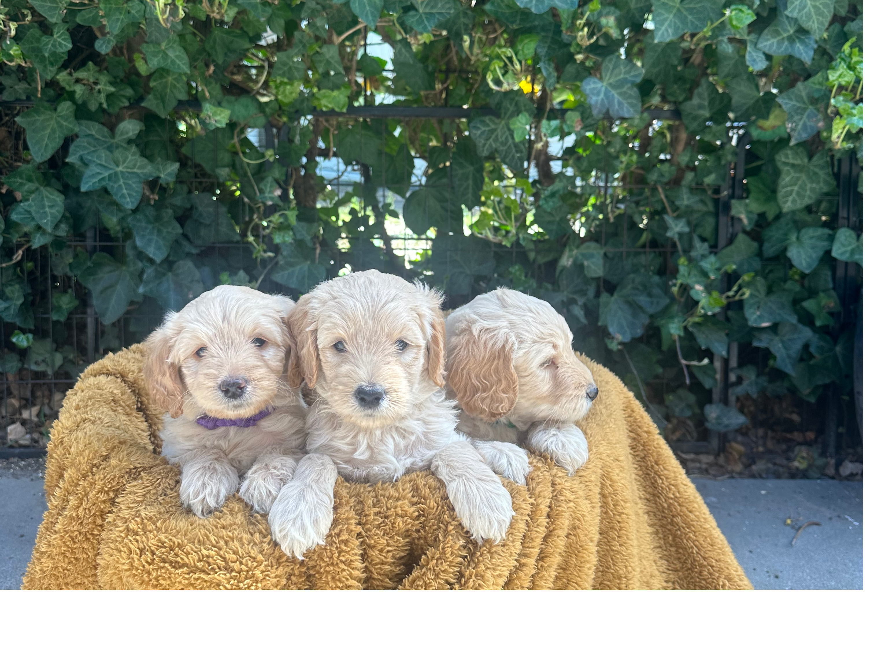 Australian Labradoodle