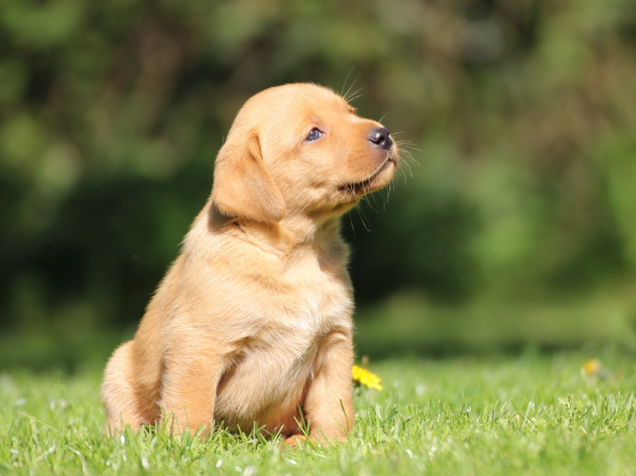 Labrador Retriever
