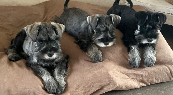 Dwergschnauzer