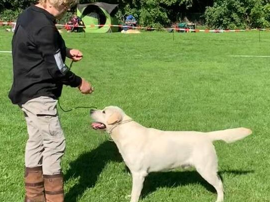 Labrador Retriever