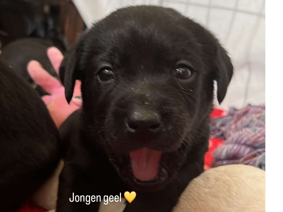 Labrador Retriever