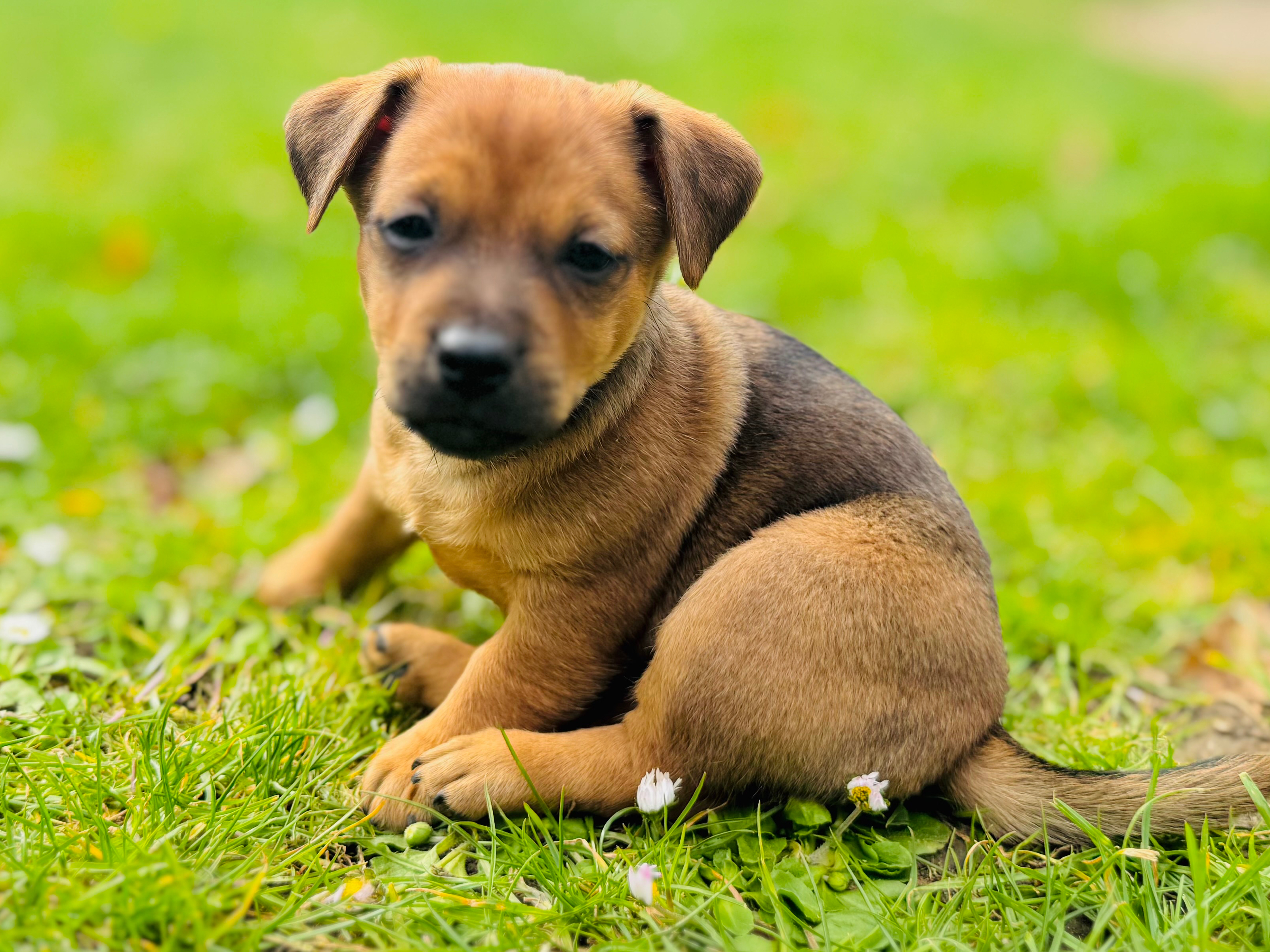 Jack Russell Terriër