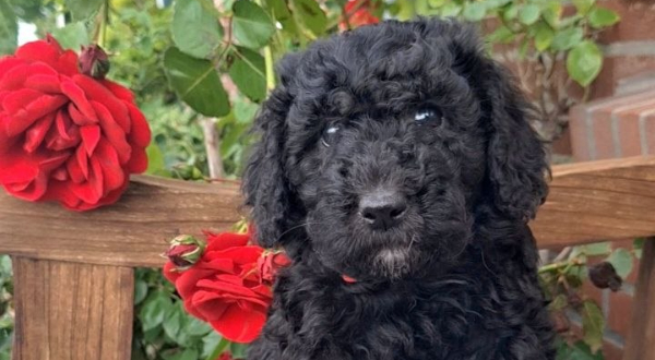 Labradoodle