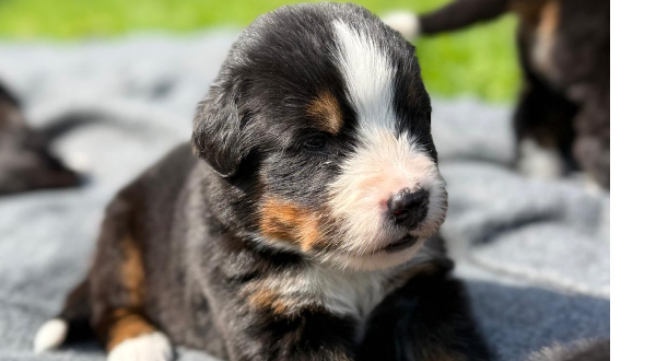 Berner Sennenhond