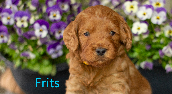 Australian Labradoodle