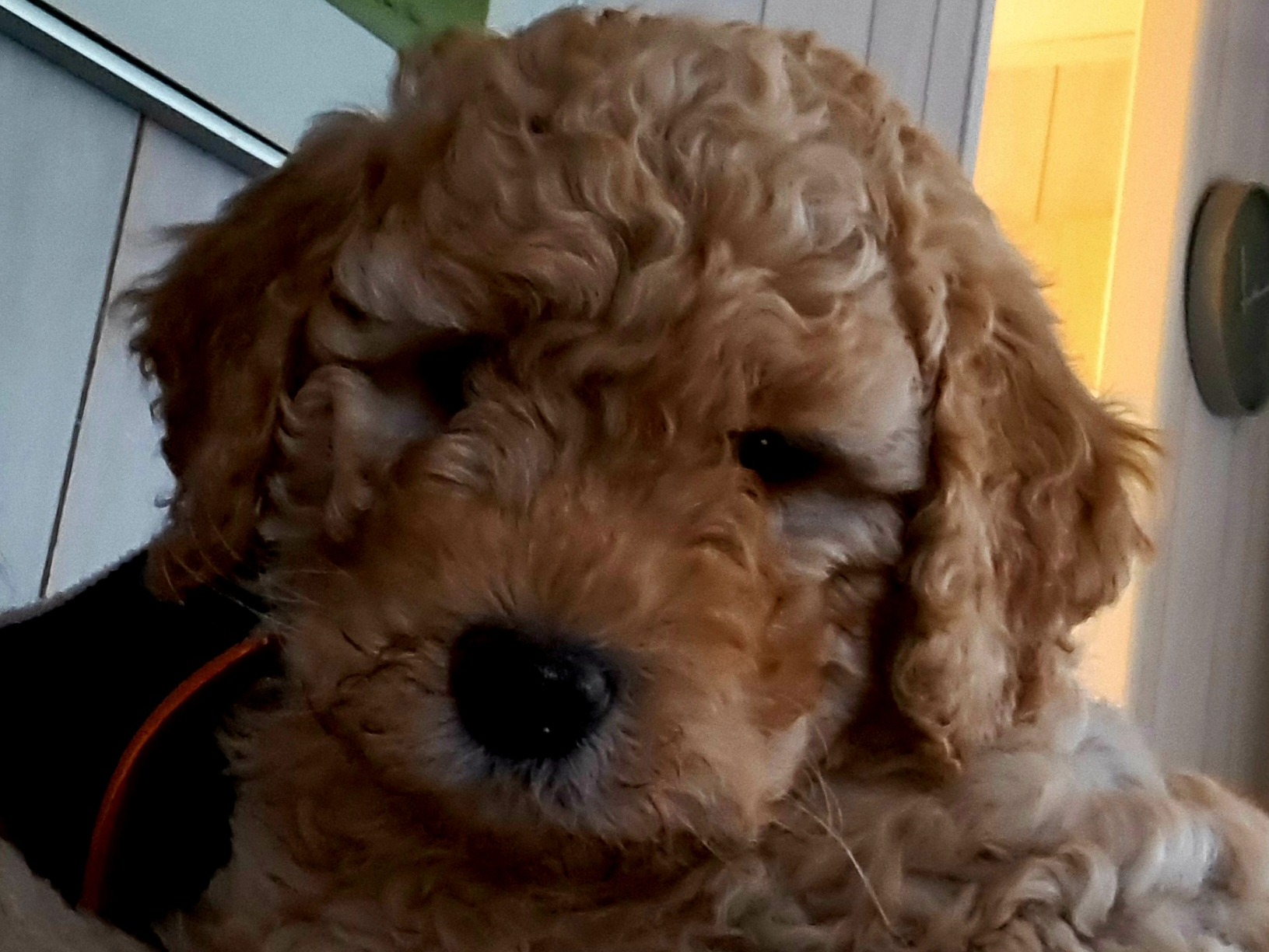 Goldendoodle