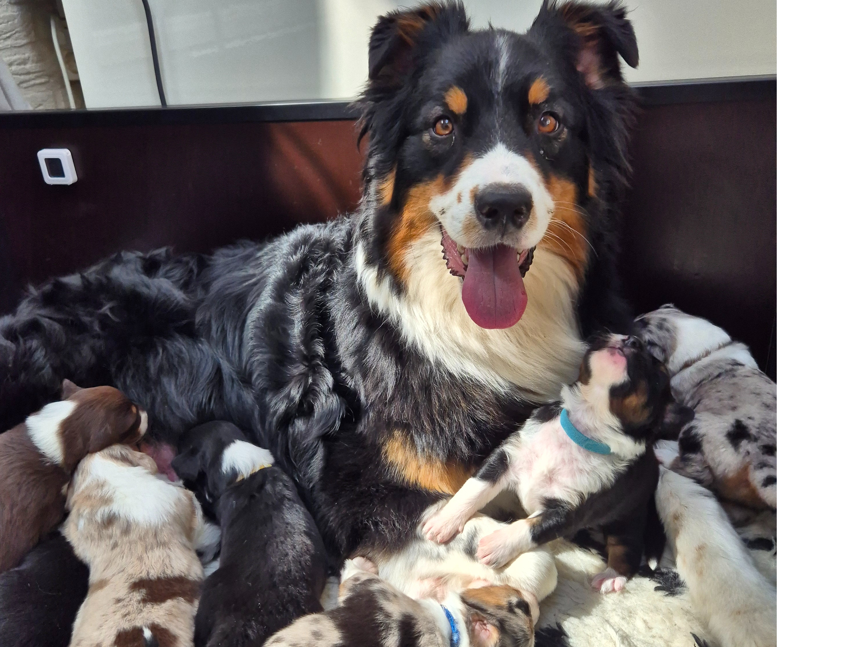 Australian Shepherd