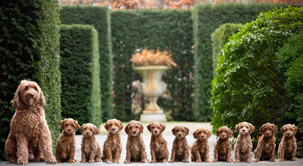 Australian Labradoodle