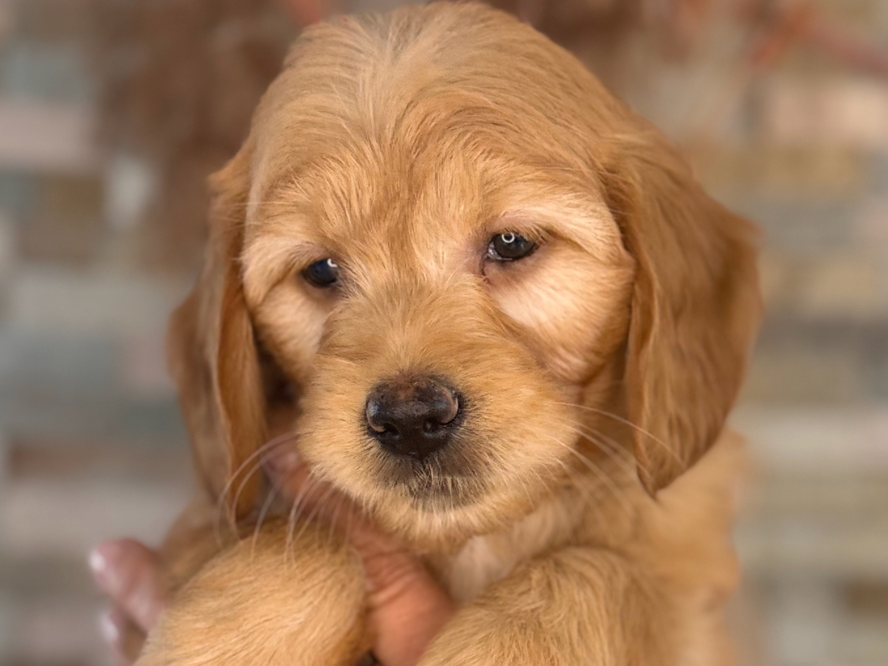 Goldendoodle