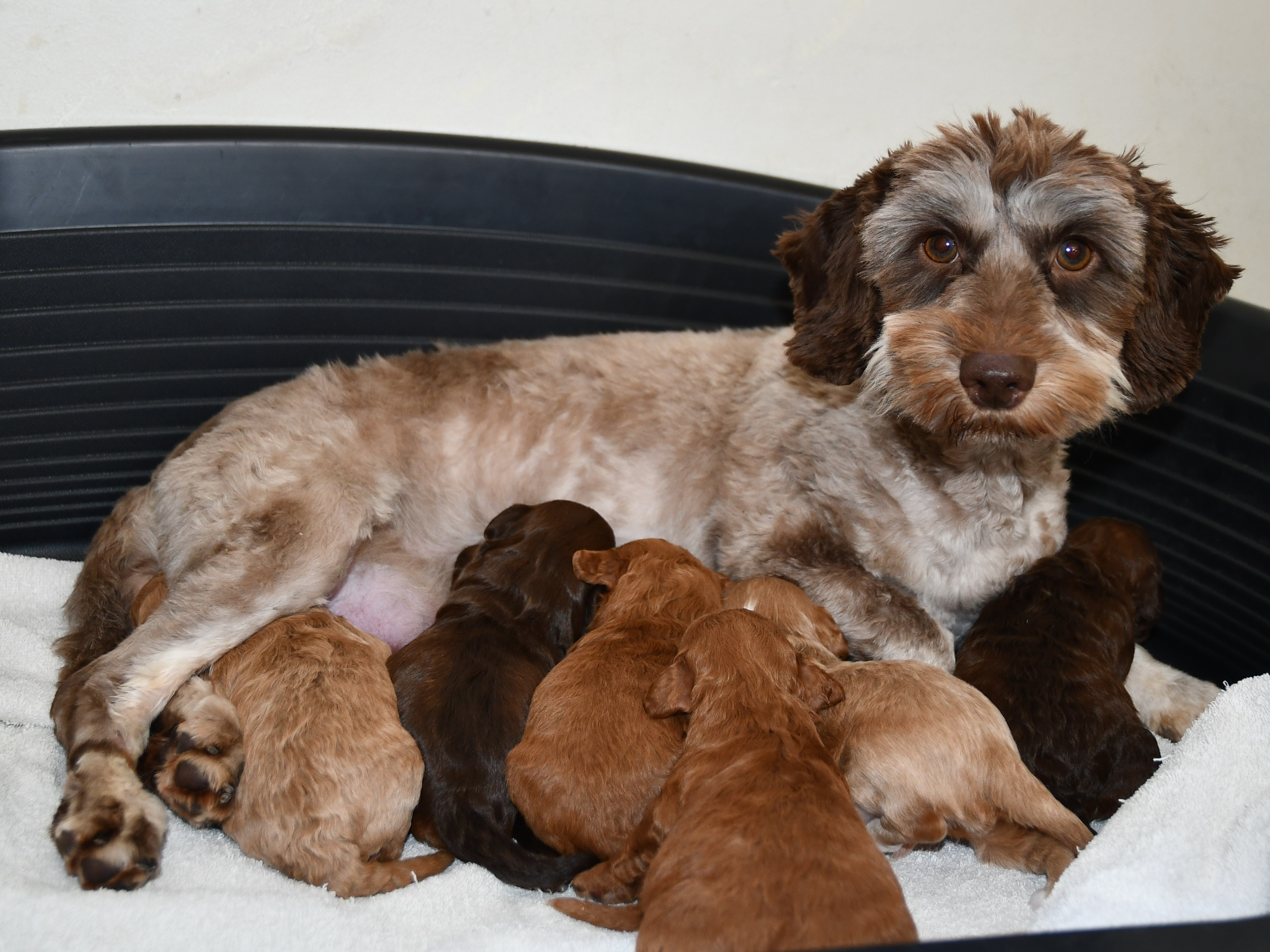 Maltipoo