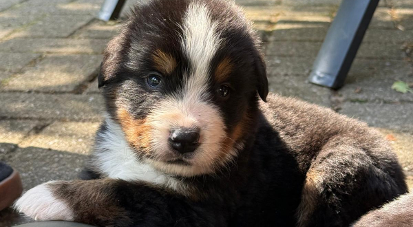 Berner Sennenhond
