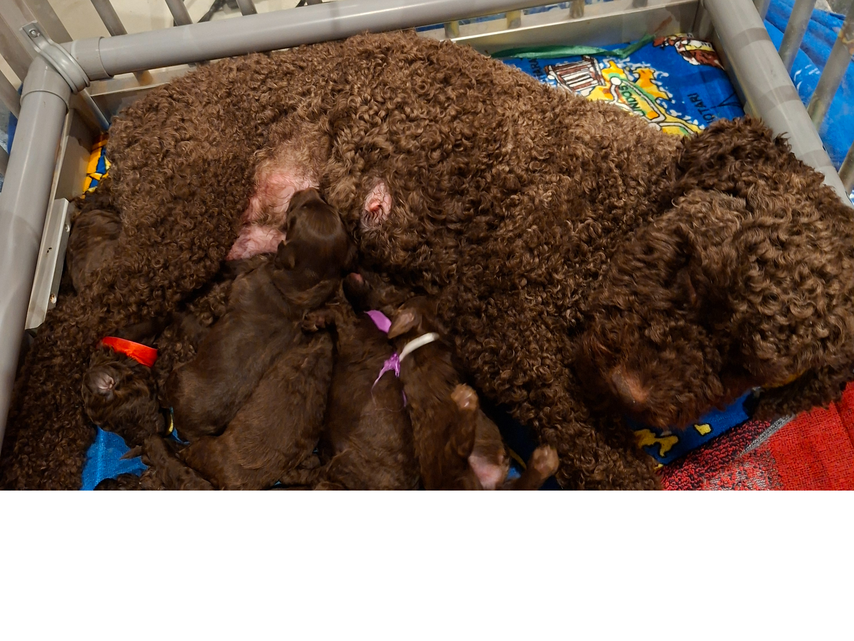 Labradoodle