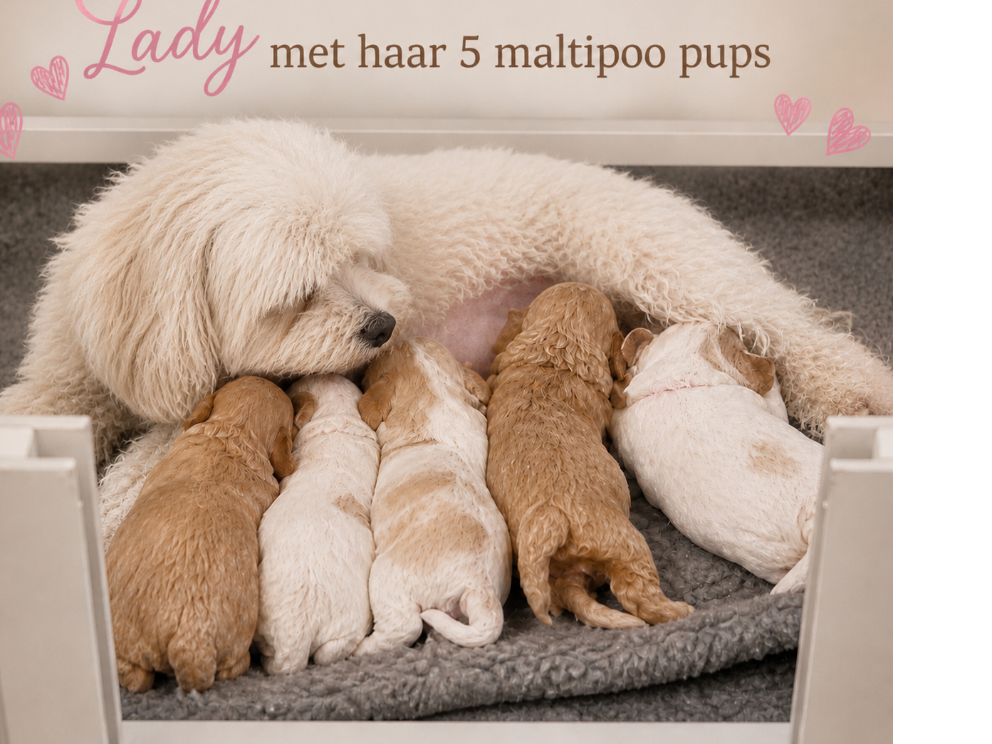 Maltipoo