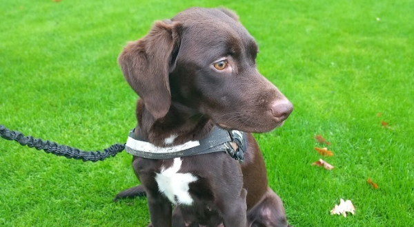 Labrador Retriever