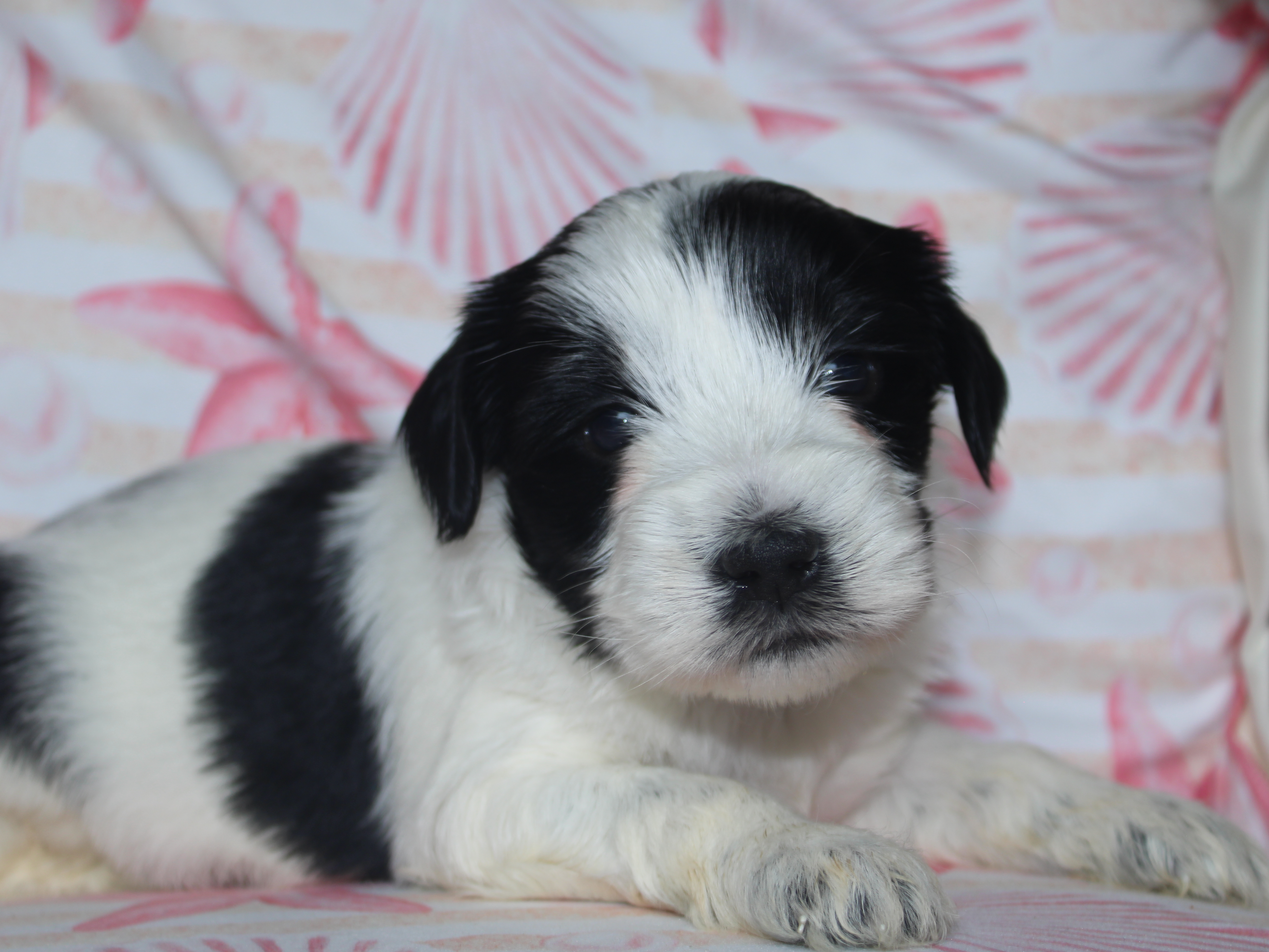 Tibetaanse Terrier