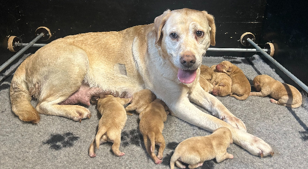 Labrador Retriever