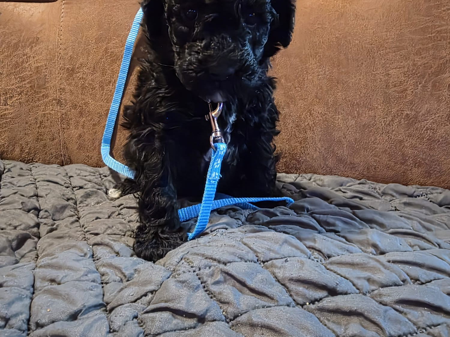 Labradoodle