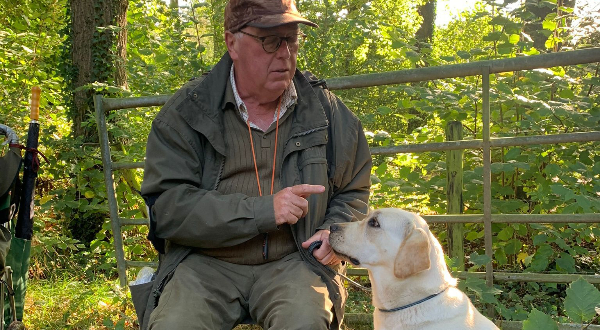 Labrador Retriever