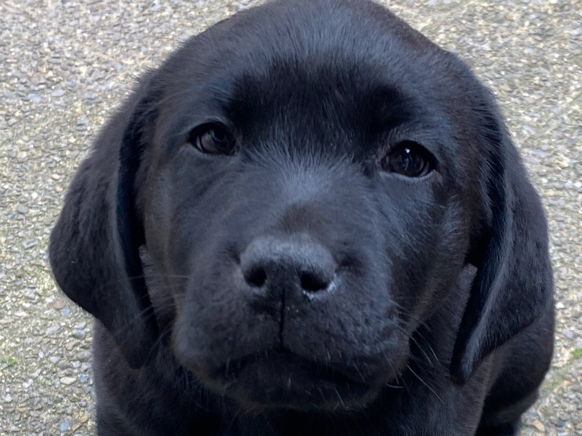 Labrador Retriever