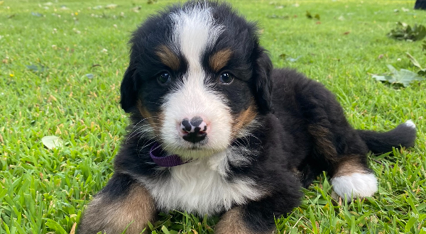 Berner Sennenhond
