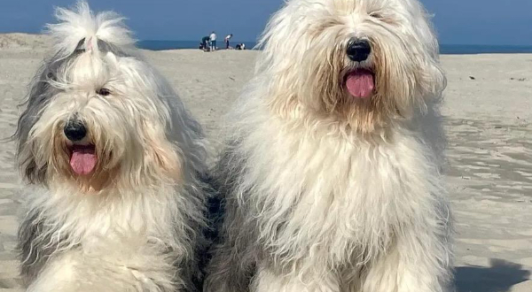 Old English Sheepdog