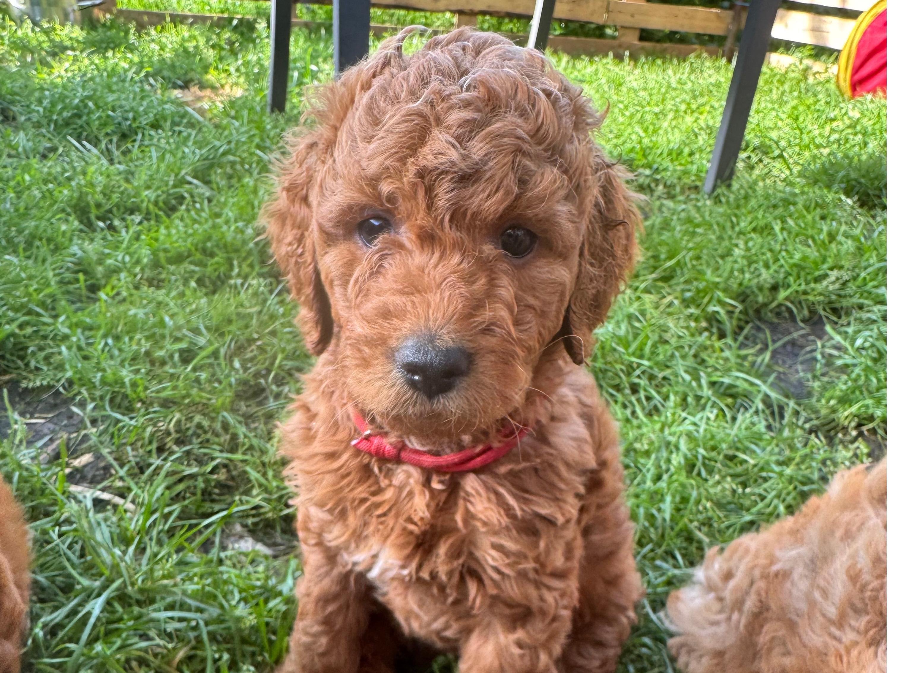 Australian Labradoodle