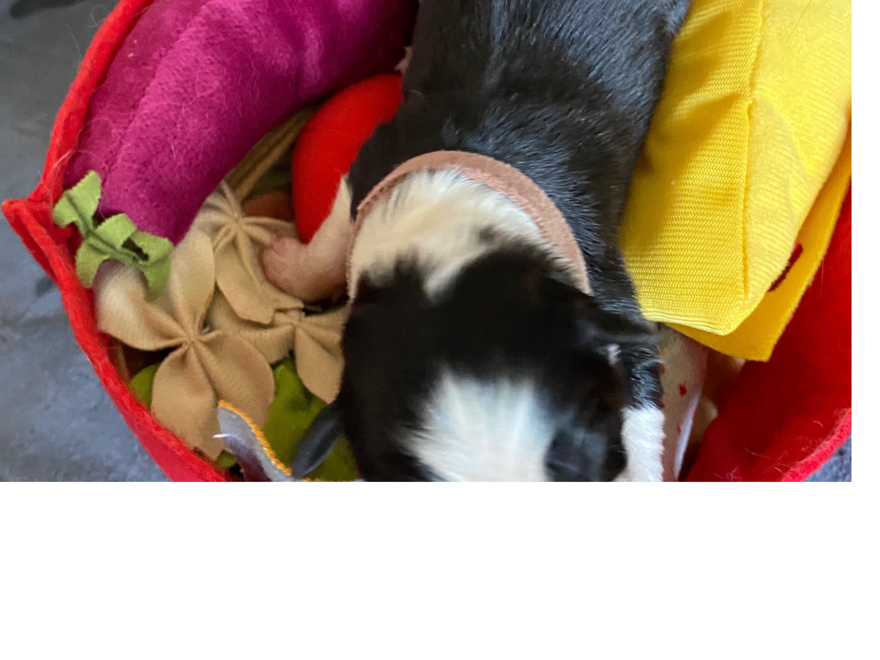 Border Collie