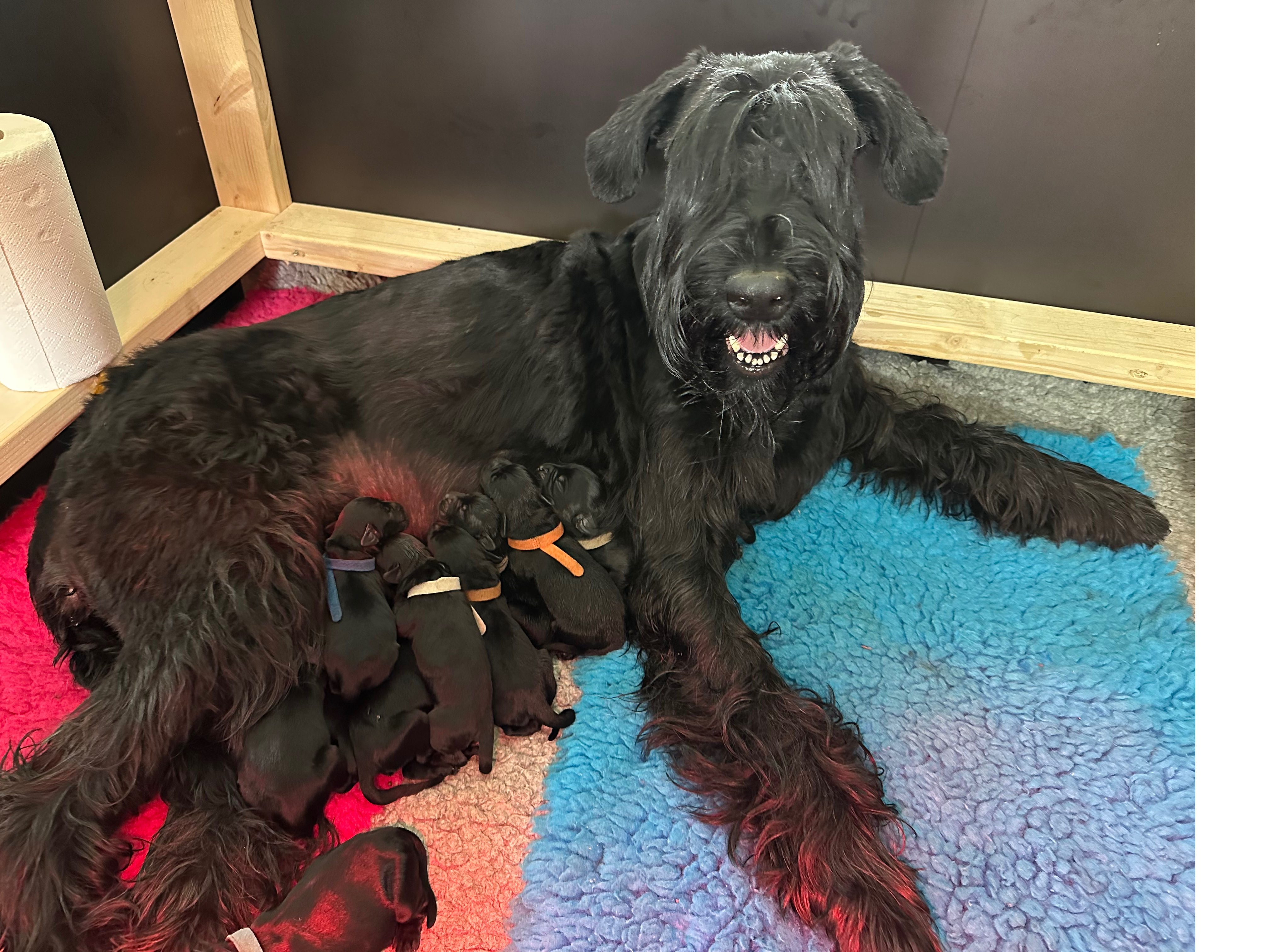 Riesenschnauzer