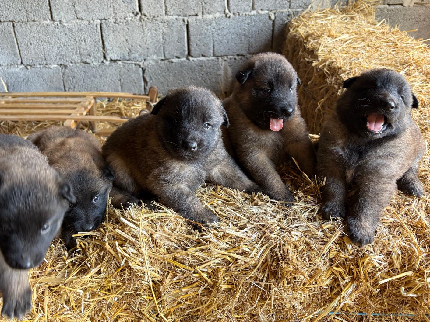 Tervueren Herder