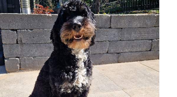 Bernedoodle