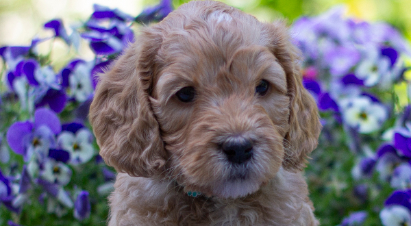 Australian Labradoodle