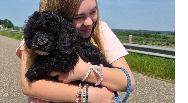 Labradoodle