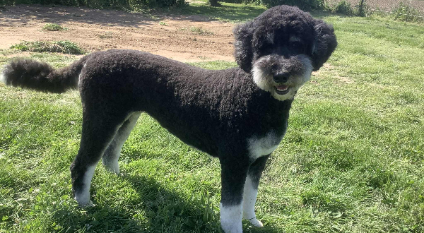 Bernedoodle