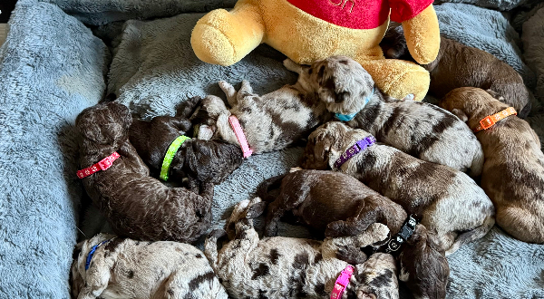 Aussiedoodle