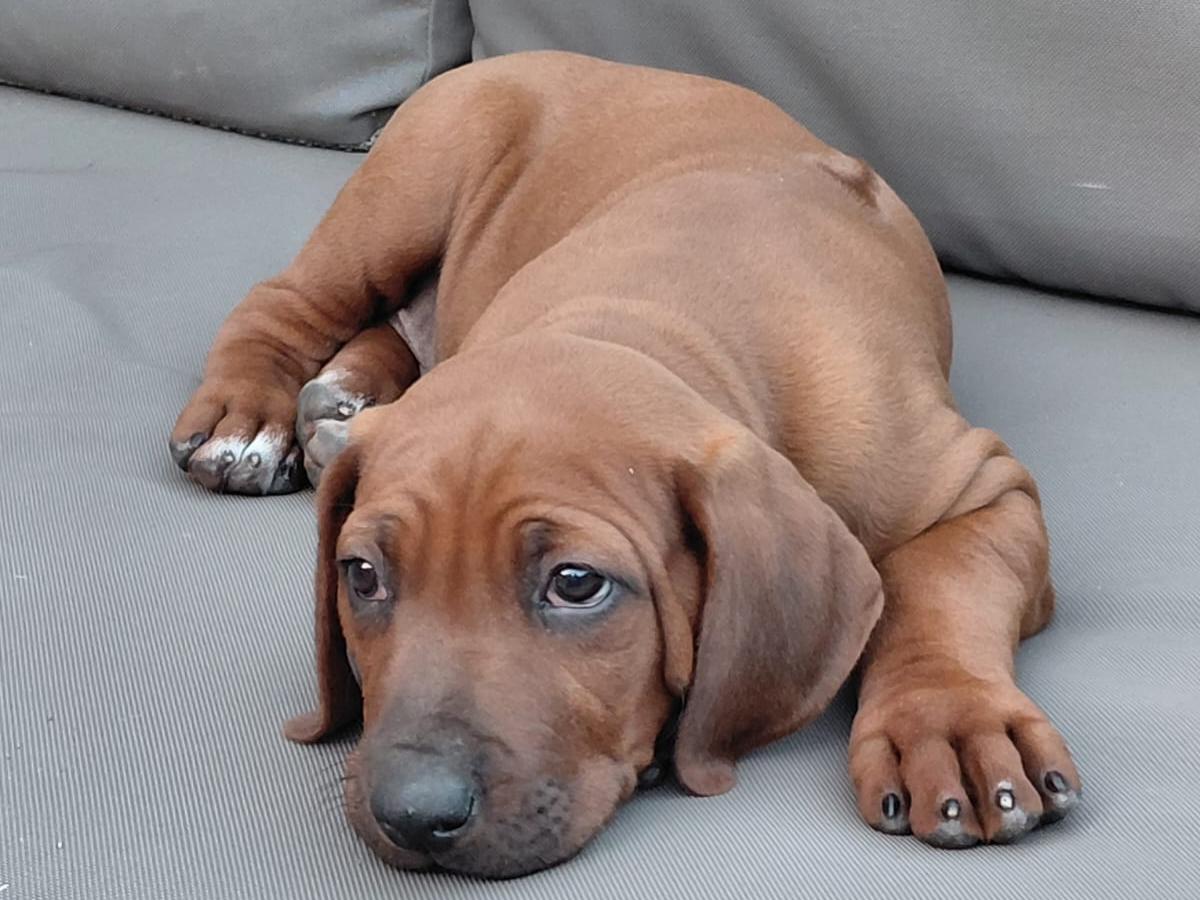 Rhodesian Ridgeback