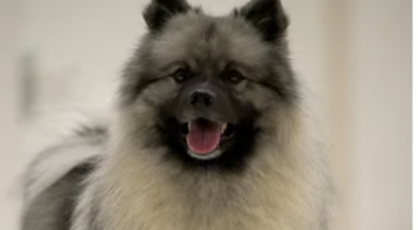 Grote Keeshond