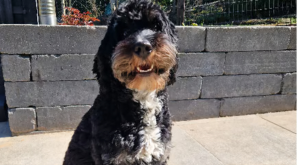 Bernedoodle