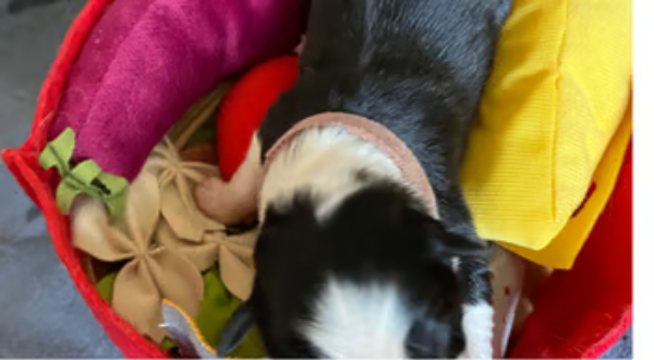 Border Collie