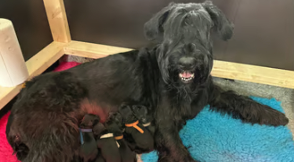 Riesenschnauzer