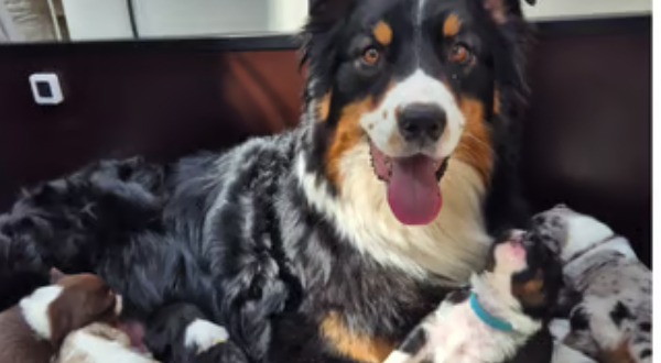 Australian Shepherd