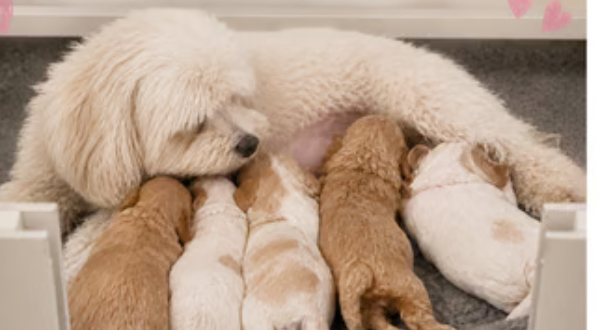 Maltipoo